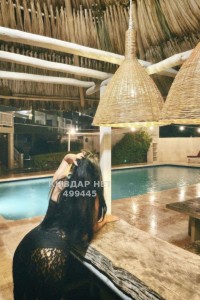 Проститутка Шымкента Девушка№499445 Аделя госпожа Фотография №3841581